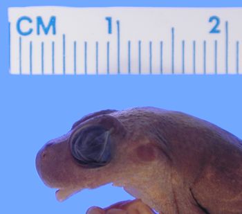 Media type: image; Herpetology A-21300